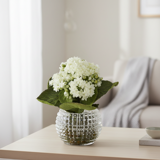 7.5 Inch White Kalanchoe Premade in Pressed Glass Vase w/Faux Moss
