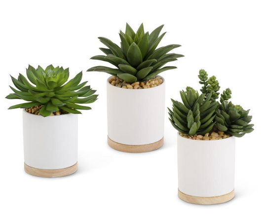 Succulent in Ceramic White Pot with Natural Wood Base II