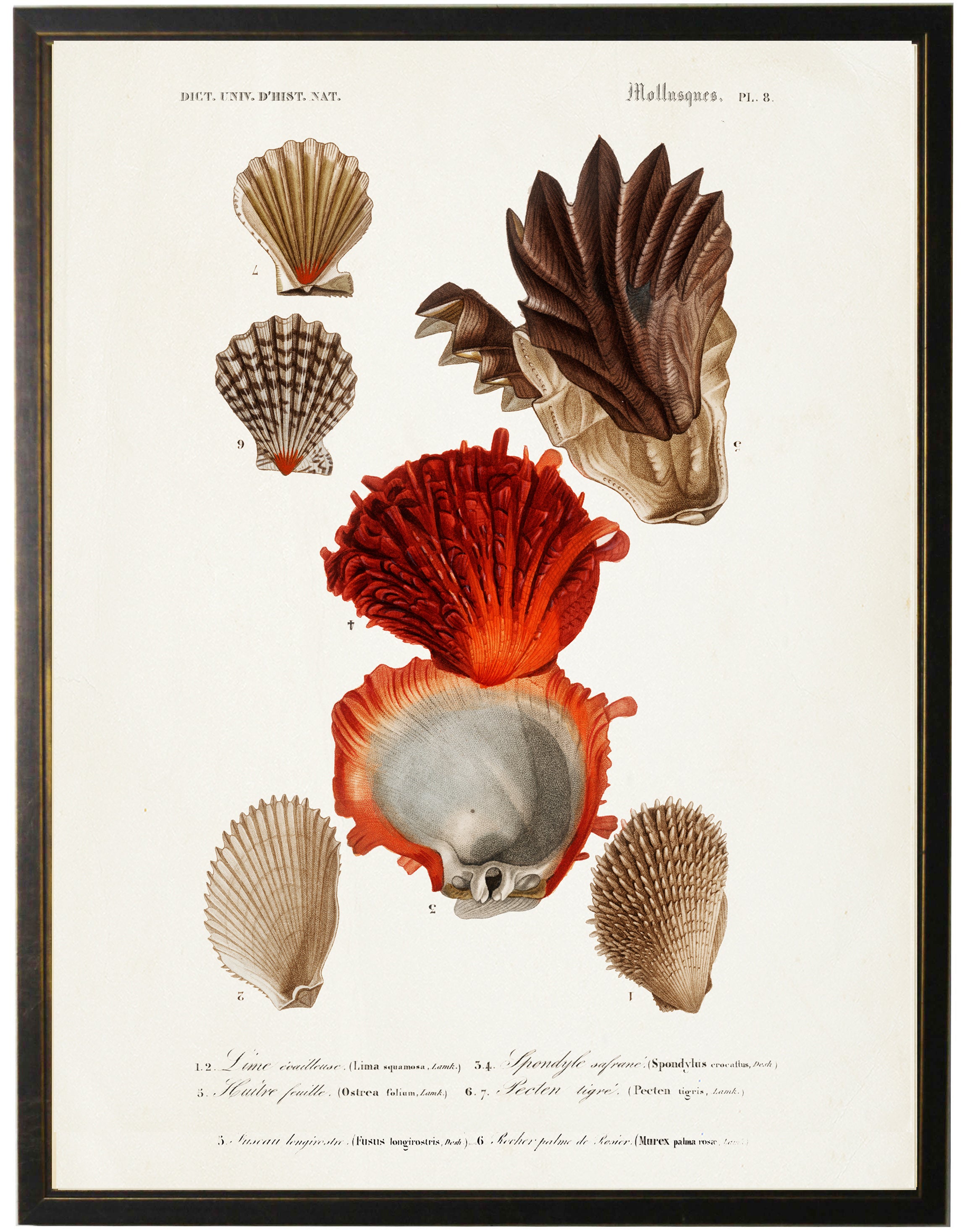 Seven Shells with Large Red Shell - Online Only – The Spotted Whale