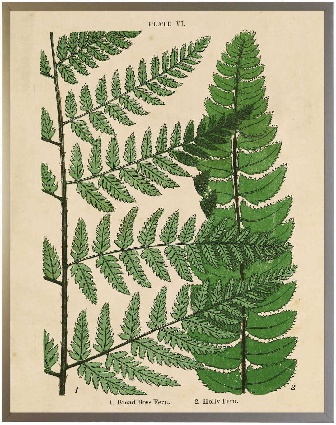 Vintage Fern Collage D - Online Only