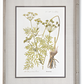 27.5 INCH FIR WOOD FRAMED BOTANICAL PRINT II