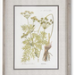 27.5 INCH FIR WOOD FRAMED BOTANICAL PRINT II