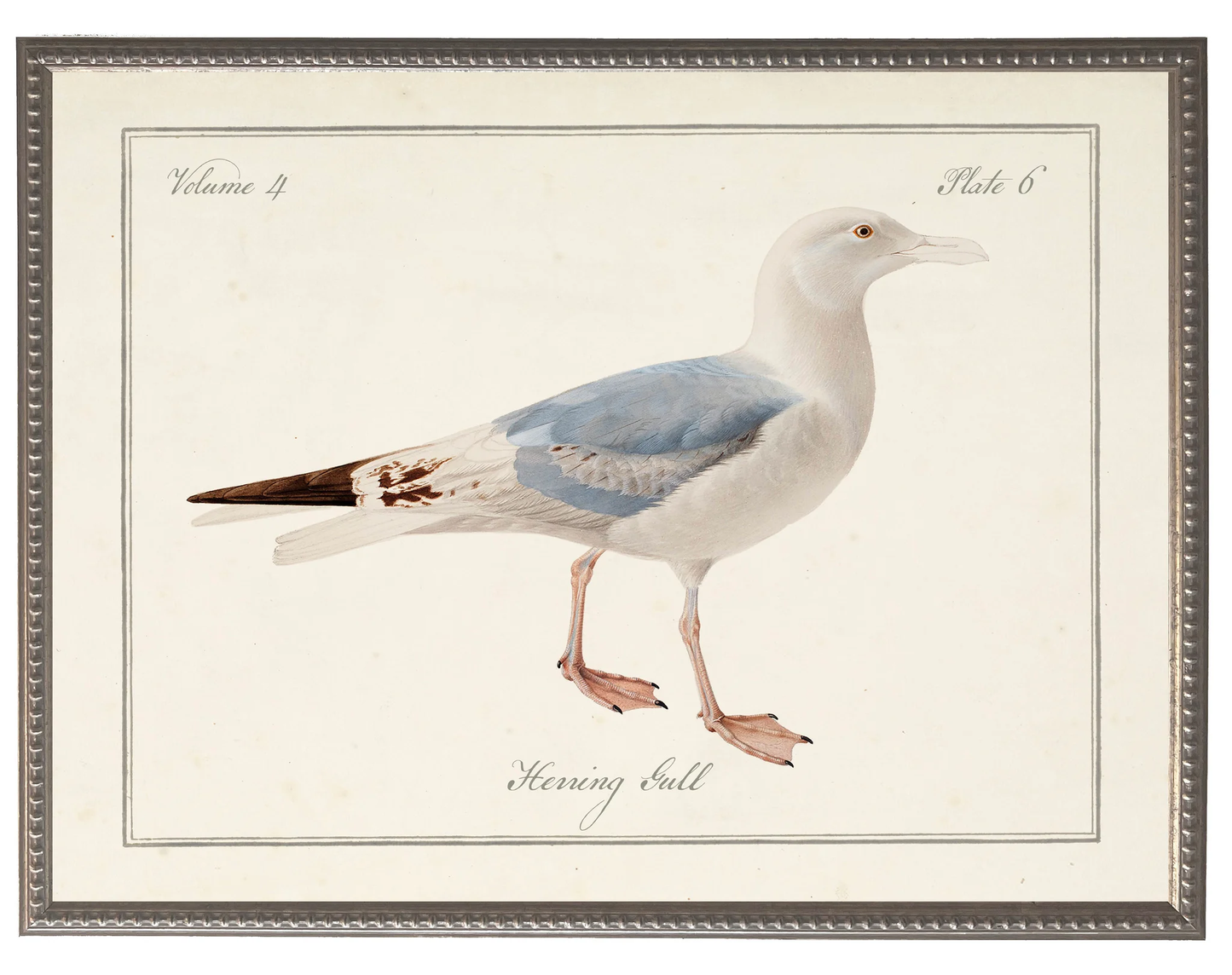 Vintage Gull Picture on a Distressed Background 28X22,11368 AC II