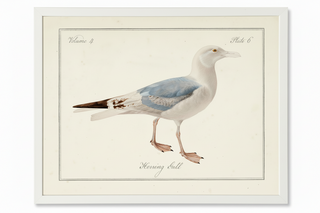 Vintage Gull Picture on a Distressed Background
