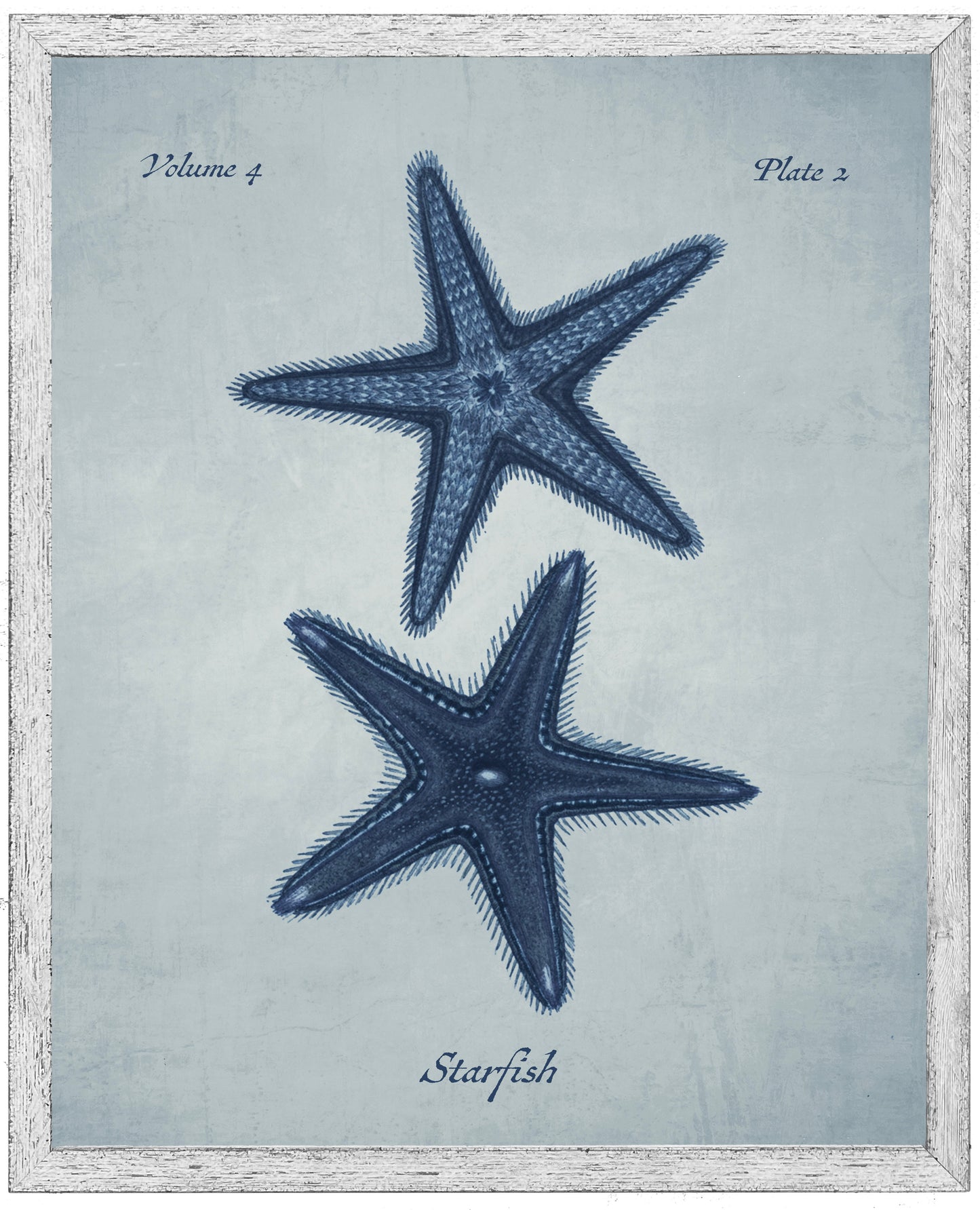 Navy Starfish on a Pale Blue Distressed Background 30" x 36" (84006 S)