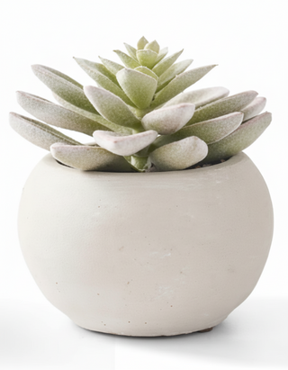 Soft Lotus Succulents in Gray Cement Pots III

