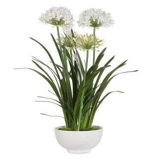 Purity Agapanthus Centerpiece
