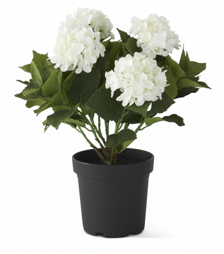 18.75 Inch 5 Bloom White Potted Hydrangea w/Faux Dirt
