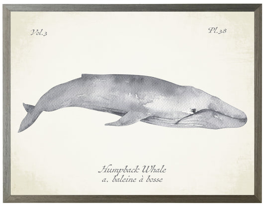 Grey Humpback Whale on Natural Background 36" x 30" (1390-75 ZG)