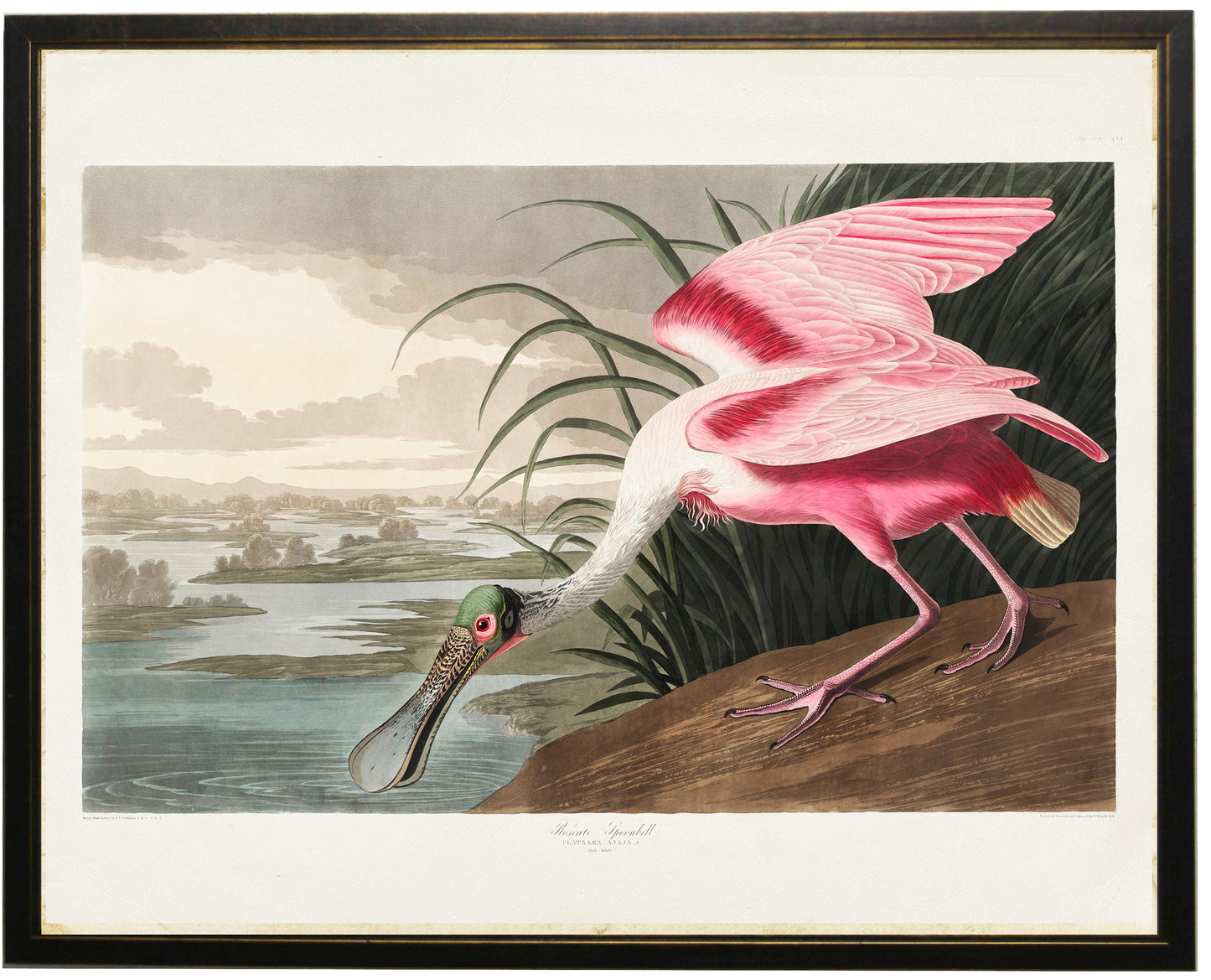 Pink Spoonbill Drinking Water - Online Only