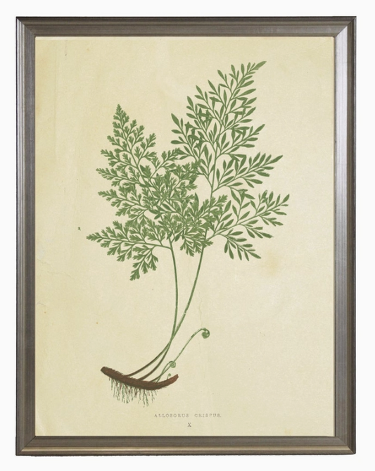 Fern Print A - Online Only