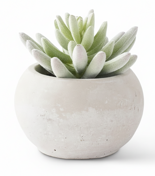 Soft Lotus Succulents in Gray Cement Pots I
