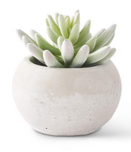 Soft Lotus Succulents in Gray Cement Pots I