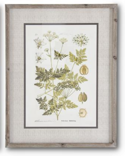 27.5 INCH FIR WOOD FRAMED BOTANICAL PRINT IV