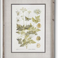 27.5 INCH FIR WOOD FRAMED BOTANICAL PRINT IV