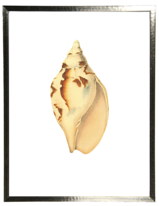 Single Conch Shell Print - Online Only