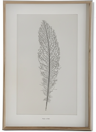 25.5 Inch Wood Framed Feather Print II
