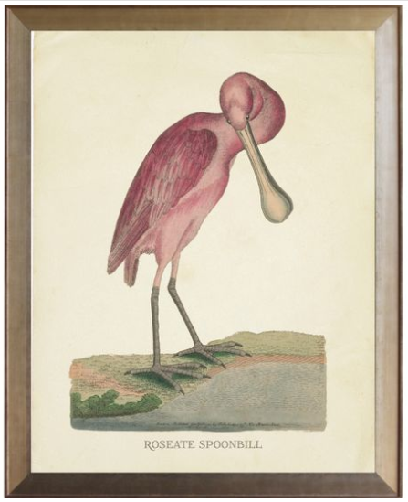 Roseate Spoonbill with Bent Neck