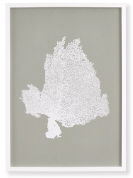 CORAL FANS STUDY I