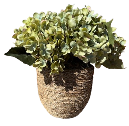 Green Hydrangea in Med Pot