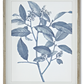 27.75 Inch Wood Framed Blue & White Botanical Print IV