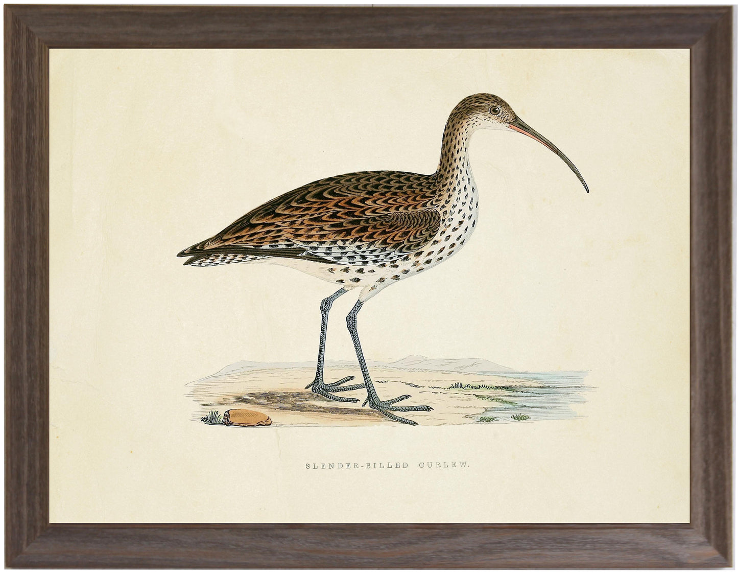 Slender-Billed Curlew - Online Only ***