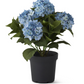18.75 Inch 5 Bloom Blue Potted Hydrangea w/Faux Dirt