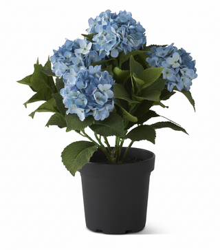 18.75 Inch 5 Bloom Blue Potted Hydrangea w/Faux Dirt
