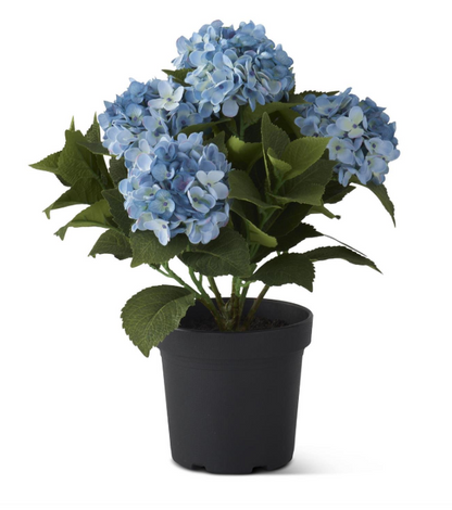 18.75 Inch 5 Bloom Blue Potted Hydrangea w/Faux Dirt