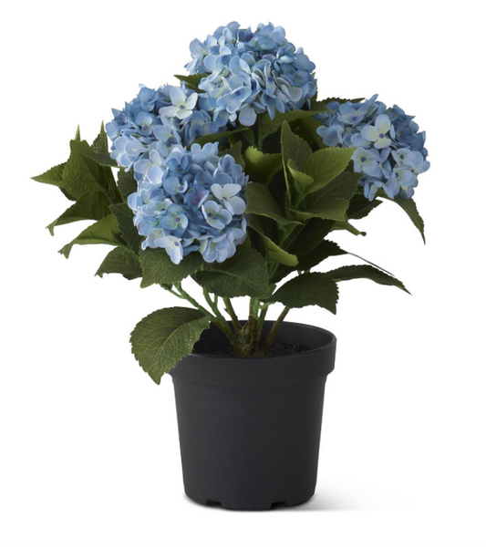 18.75 Inch 5 Bloom Blue Potted Hydrangea w/Faux Dirt