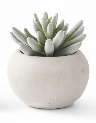 Soft Lotus Succulents in Gray Cement Pots II
