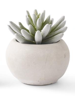 Soft Lotus Succulents in Gray Cement Pots II