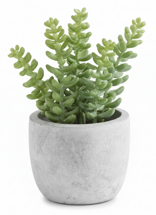 5 Inch Succulents in Cement Pot I
