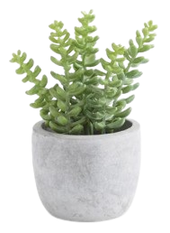 5 Inch Succulents in Cement Pot I