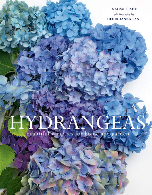 Hydrangeas Beautiful Varieties for Home and Garden