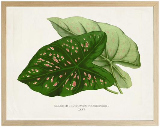 Caladium Picturatum - Online Only