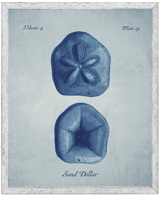 Navy Sand Dollar on a Pale Blue Distressed Background 30" x 36" (84006 S)