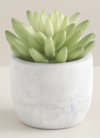 5 Inch Succulents in Cement Pot II
