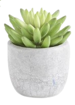 5 Inch Succulents in Cement Pot II