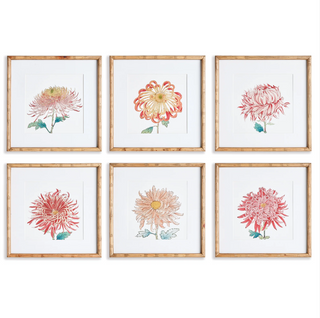 Set of 6   Colorful Chrysanthemum Prints
