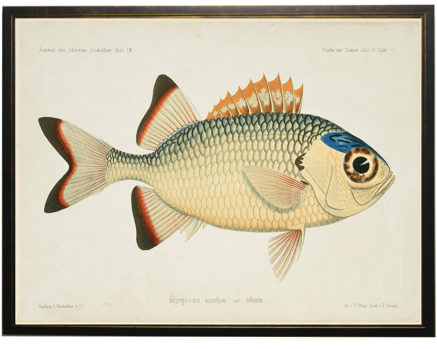 Fish Bookplate D - Online Only