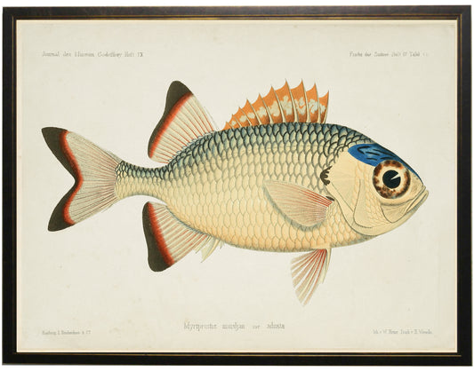 Fish Bookplate D - Online Only