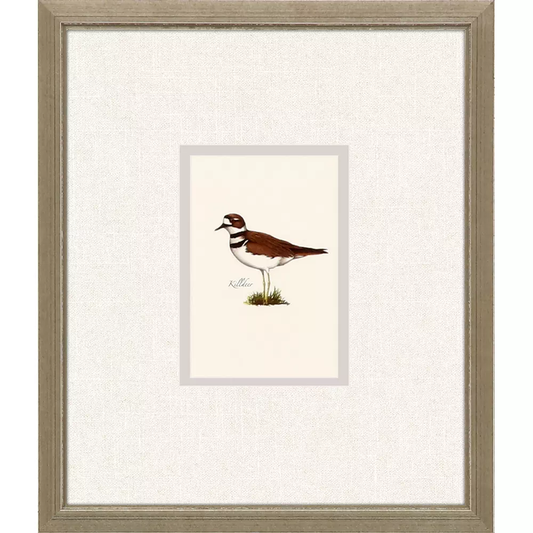 Shorebirds IV