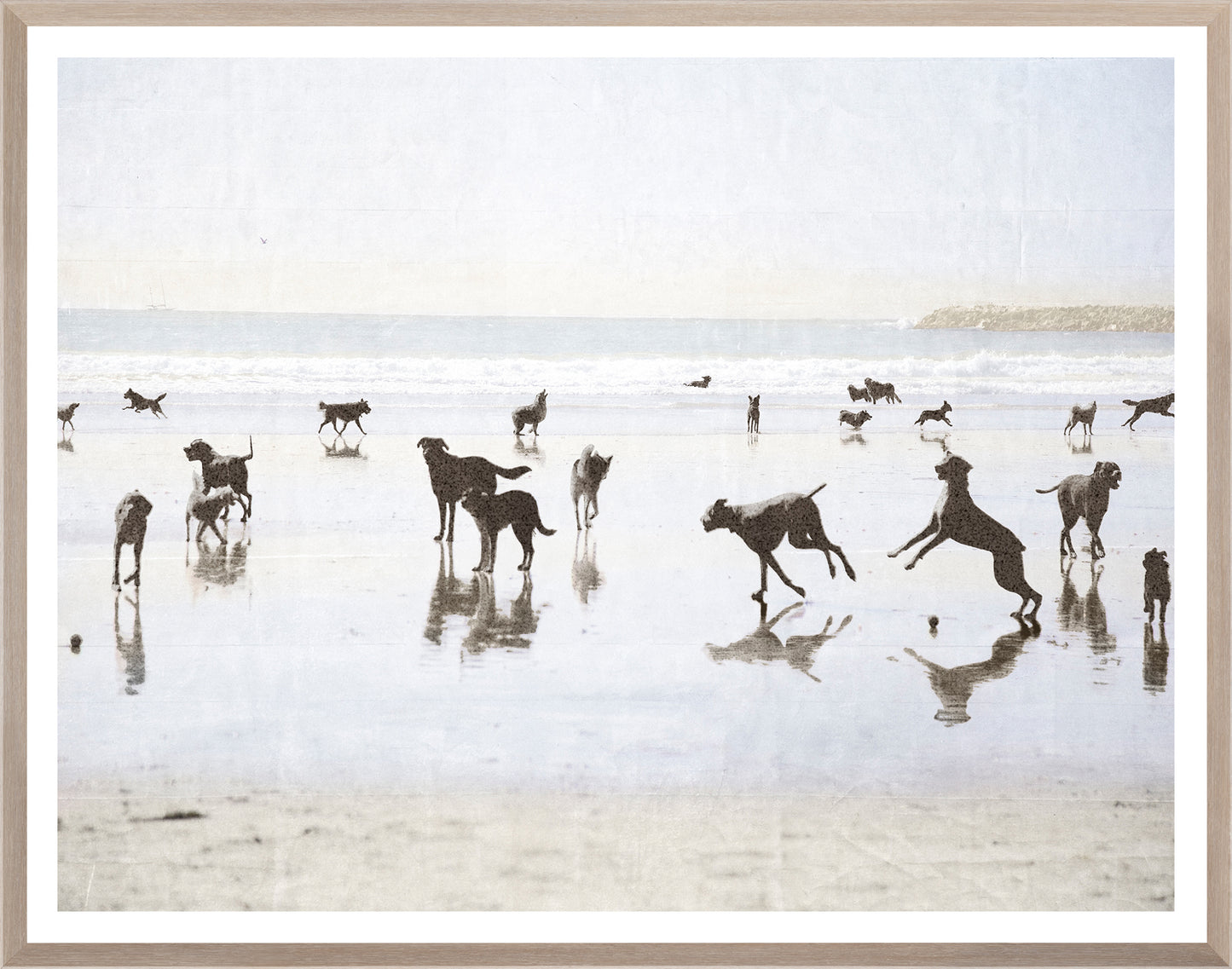 Dogs Day at the Beach