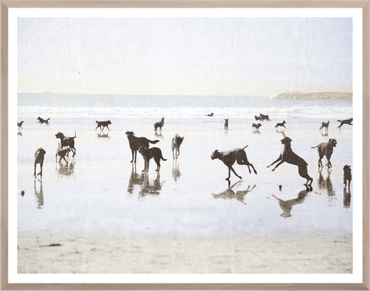 Dogs Day at the Beach