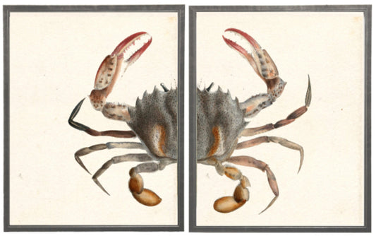 Diptych Red Pincher Crab - Online Only