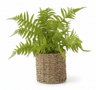 Fern in Round Woven Basket III
