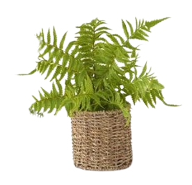 Fern in Round Woven Basket III