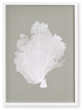 CORAL FANS STUDY IV