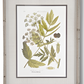 27.5 INCH FIR WOOD FRAMED BOTANICAL PRINT III